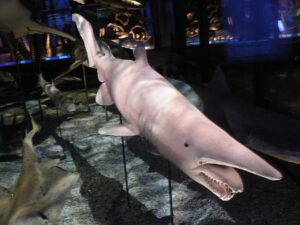 Filman por primera vez a un tiburón duende vivo en el Pacífico