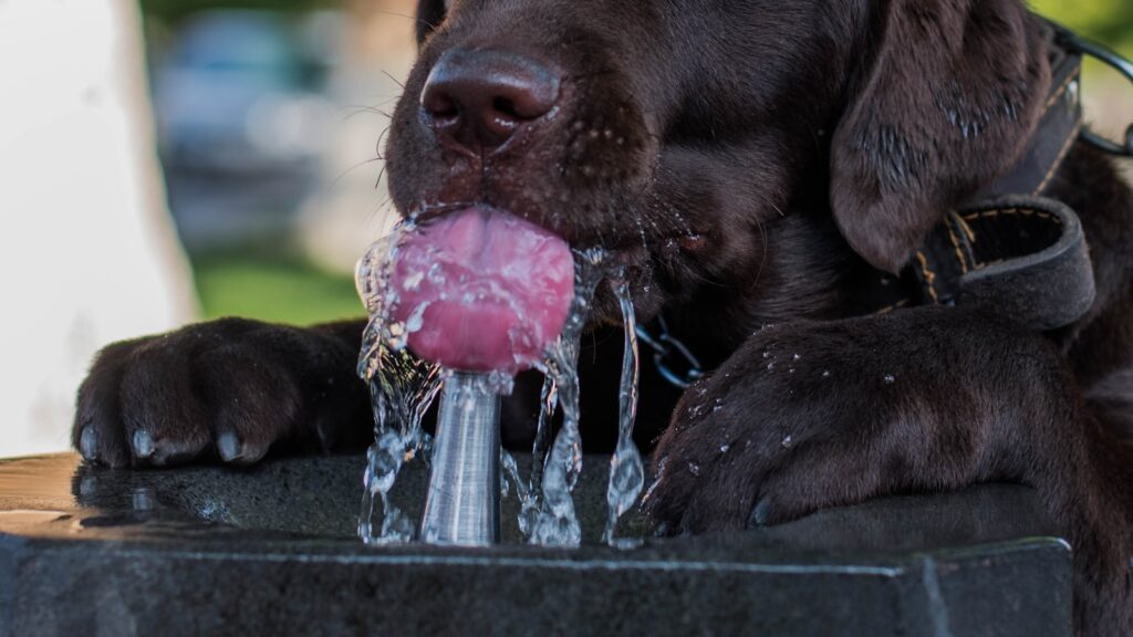 Perro labrador negro bebiendo agua de un bebedero público con la lengua afuera por el calor