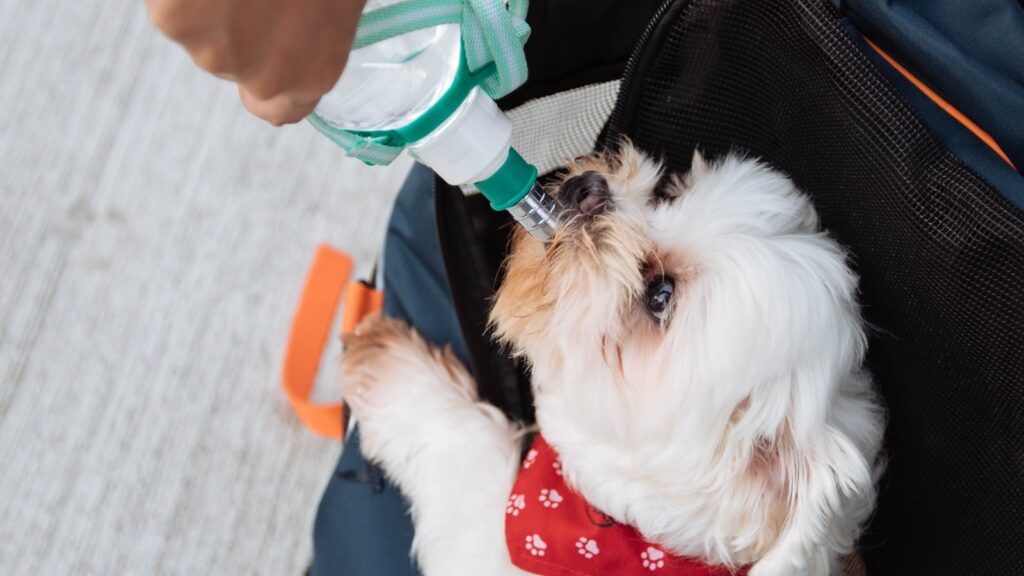 Perro pequeño en una mochila transportadora bebiendo agua de una botella portátil durante un paseo