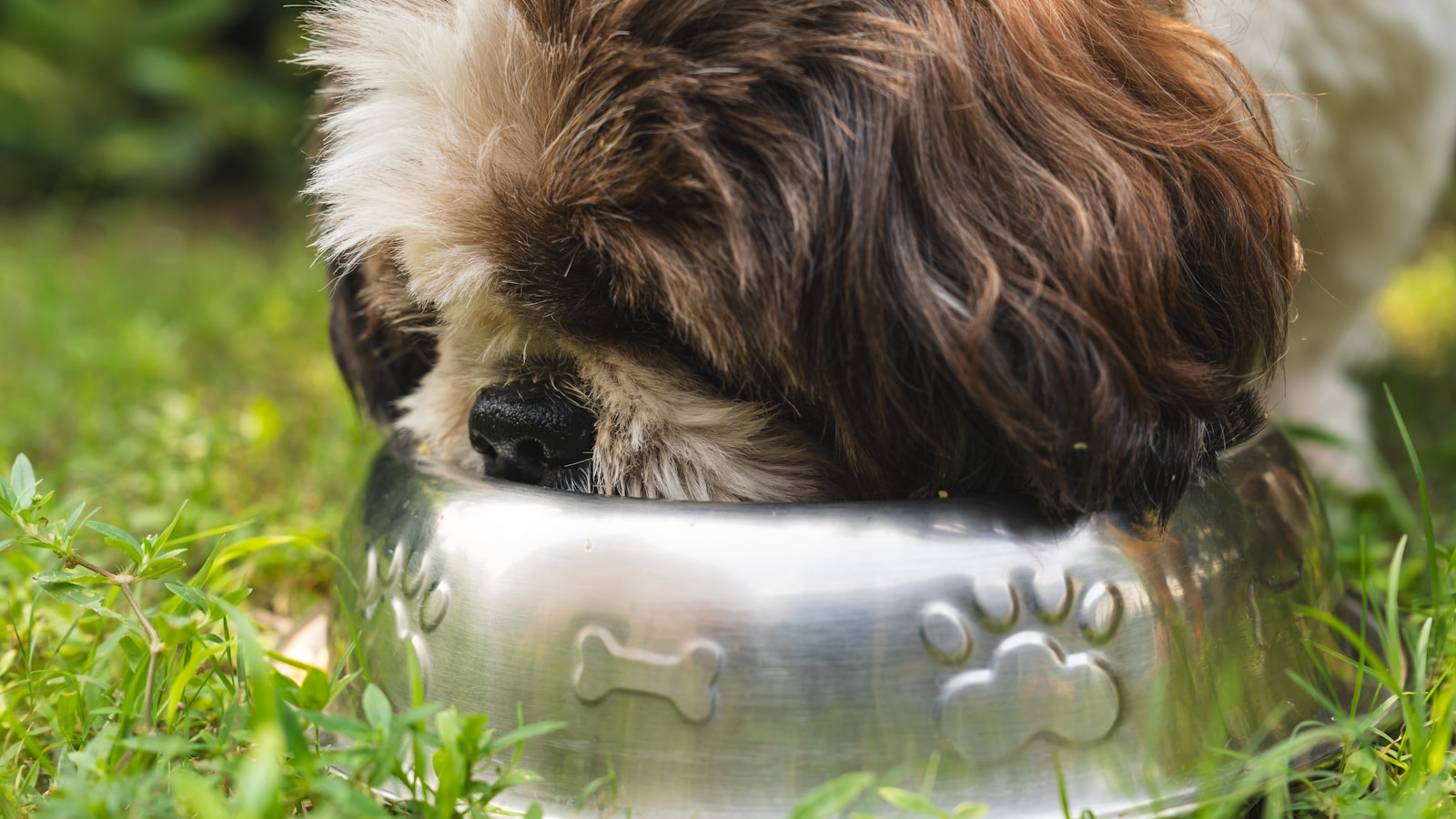Perro peludo bebiendo agua fresca de un tazón metálico sobre el pasto en un día caluroso