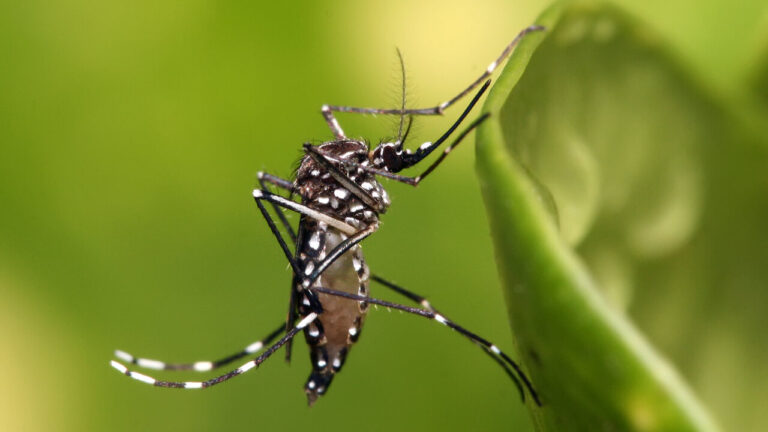Dengue en México: los casos caen 36.8%, pero apenas comienza la temporada de mayor riesgo