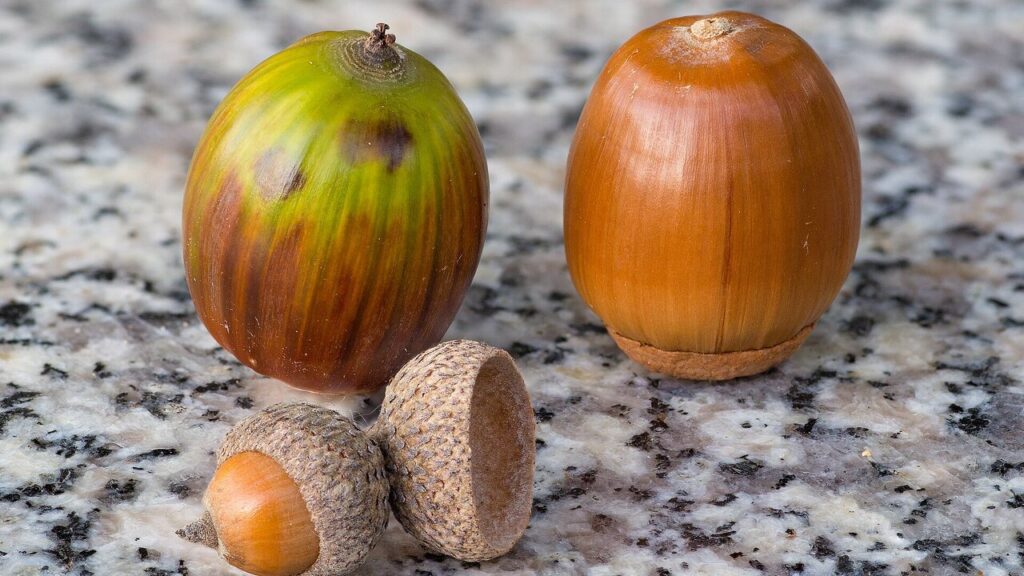 Bellotas de encino (Quercus): México alberga cerca de 160 especies del género, la mayor diversidad del mundo.