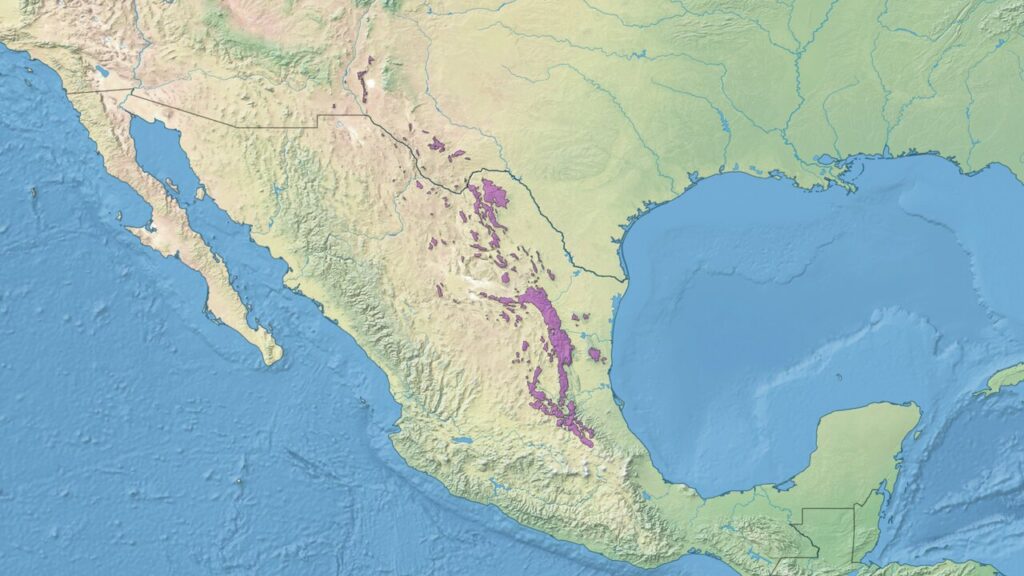 Los bosques de pino-encino, presentes en las sierras mexicanas, figuran entre los principales sumideros de carbono del país.