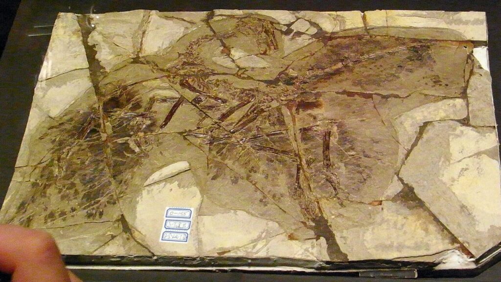 Los fósiles de aves primitivas iluminan la transición desde los dinosaurios.